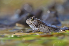 <p>SKOKAN HNĚDÝ ( (Rana temporaria) ---- /Common frofg - Grasfrosch/</p>